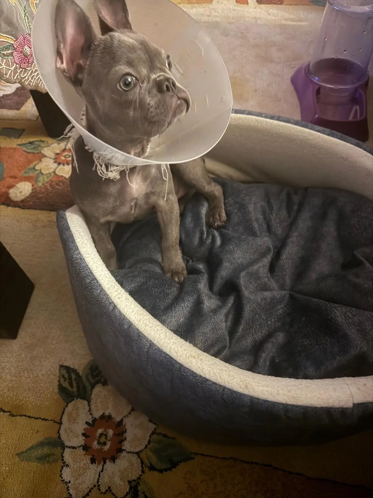 İzmir’de Veteriner Kliniği İddiası: Ameliyat Edilen Yavru Köpek İçin “İhmal” Tepkisi